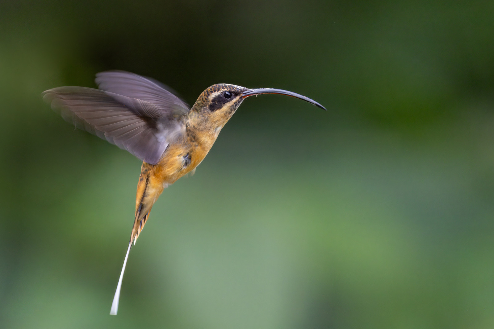 image Tawny-bellied Hermit